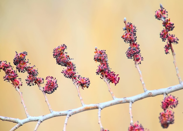 A branch of flowering elm