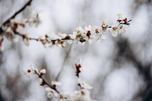 a branch of a flowering holly with white flowers spring garden the first flowering trees