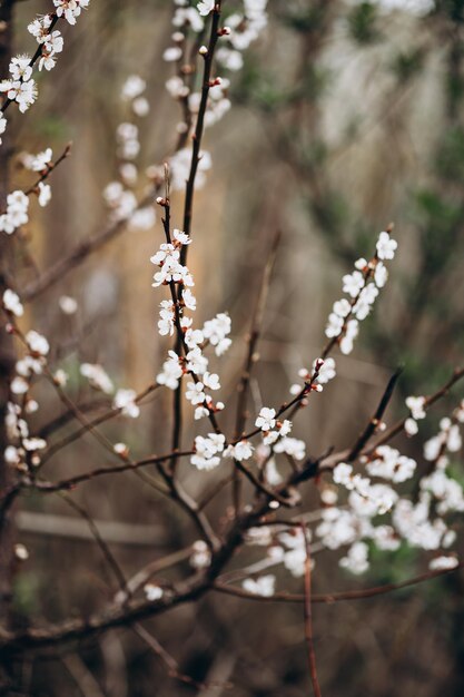 a branch of a flowering holly with white flowers spring garden the first flowering trees