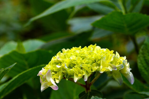 A branch of flowering hydrangeas in the park in the summer The background of nature