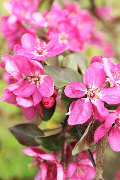 Branch of flowering tree closeup