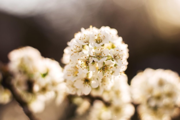 Branch of a flowering tree tree in bloom