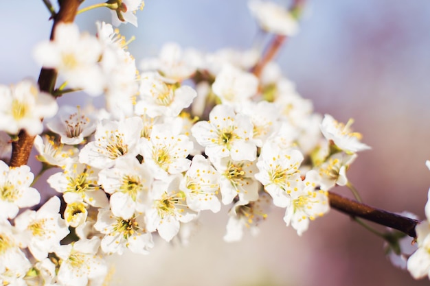 Branch of a flowering tree tree in bloom