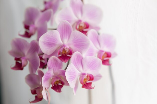 A branch of flowers of a lilac orchid