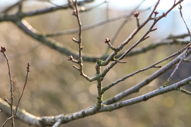 Branch in Focus