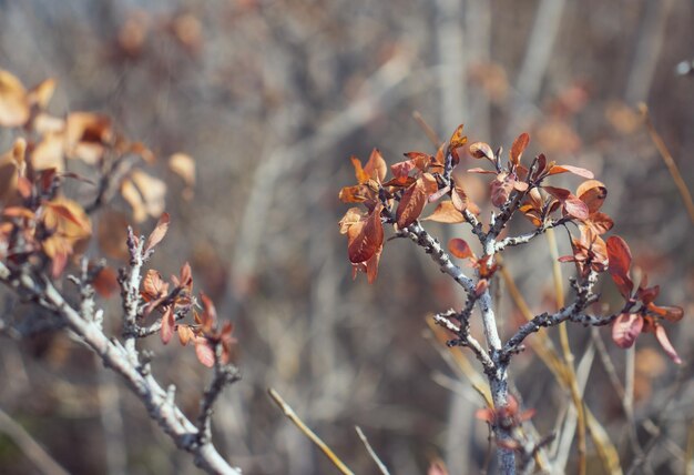 Branch and foliage in autumn concept photo Front view photography with blurred background