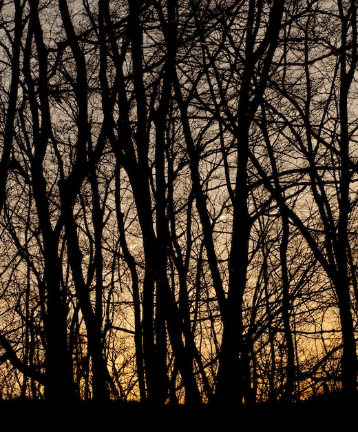 Branch forest silhouettes