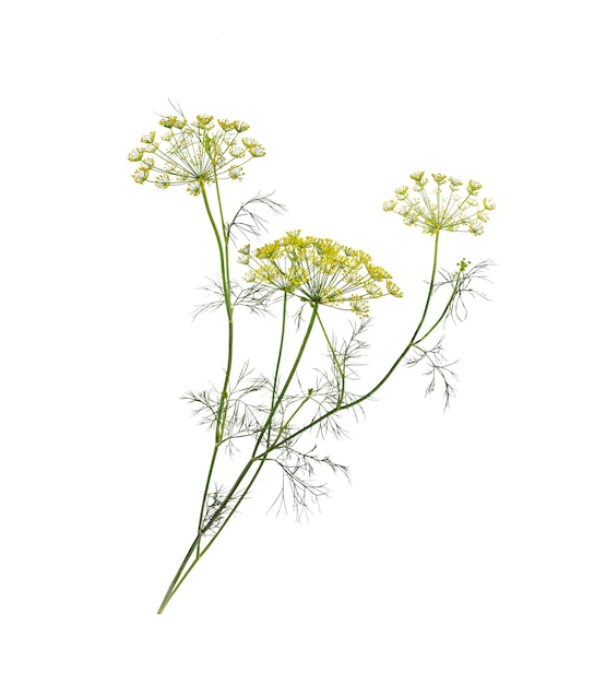 branch of fresh green dill herb leaves isolated flowering plant dill