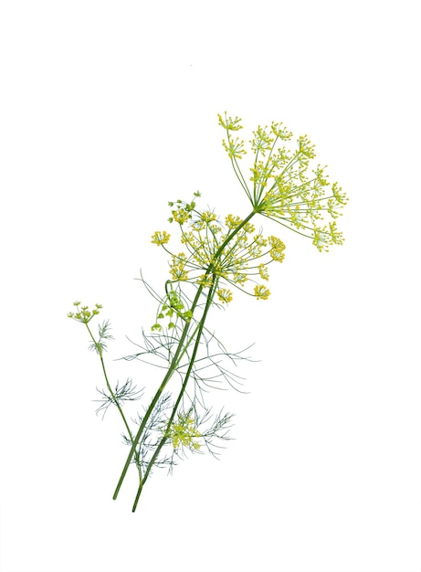 Branch of fresh green dill herb leaves isolated on white background Flowering plant dill