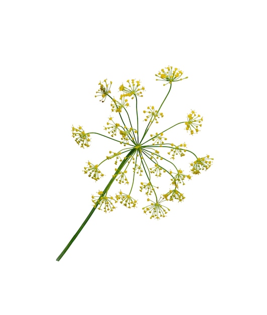 branch of fresh green dill herb leaves isolated on white background flowering plant dill