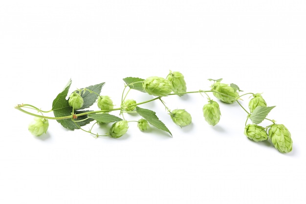 Branch of fresh hop isolated on white