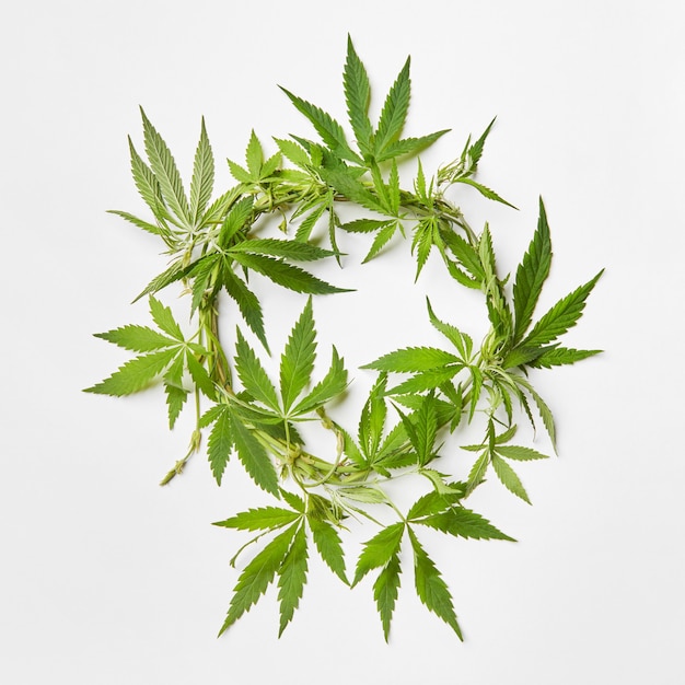 Ramo di foglie di marijuana verde naturale fresca a forma di corona rotonda su uno sfondo grigio chiaro con spazio per le copie. uso concettuale della cannabis per scopi medici.