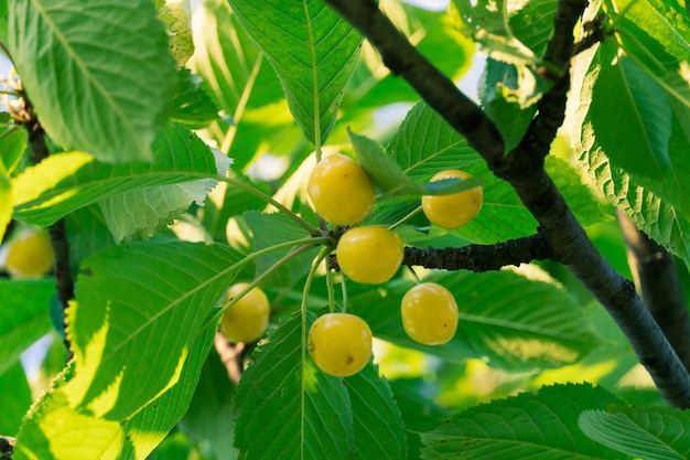 Branch of fresh natural yellow cherries. Fresh, natural, healthy. Yellow cherries on a branch