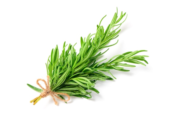 Branch of fresh rosemary isolated on white background.