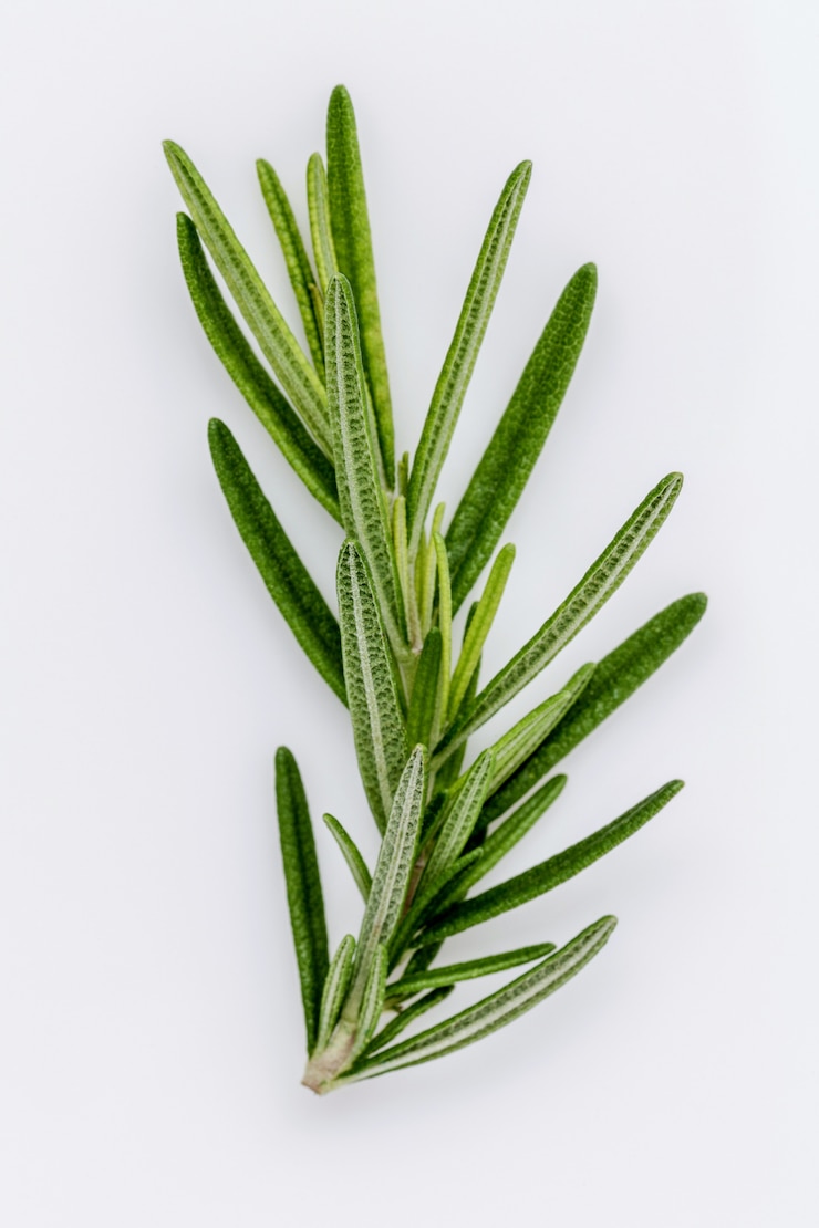 Photo branch of fresh rosemary  isolated on white background.