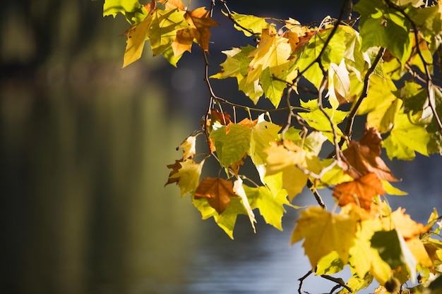 Branch from maple tree hangs out over the water