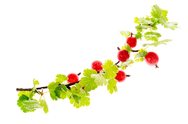 Branch of garden gooseberry with pink berries.