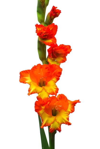흰색 배경에 고립 된 글라디올러스 오렌지 꽃의 지점