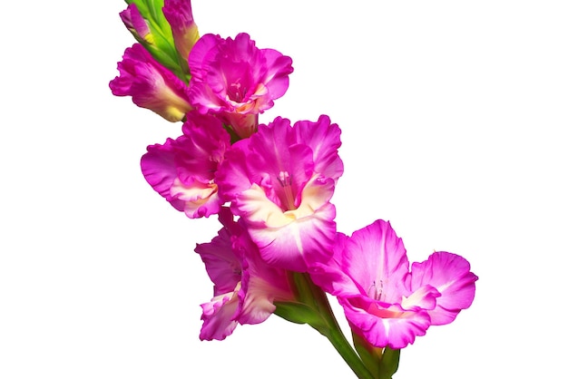 Branch of a gladiolus pink flower isolated on white background