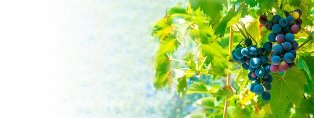 A branch of grape leaves against a clear blue sky Copy space