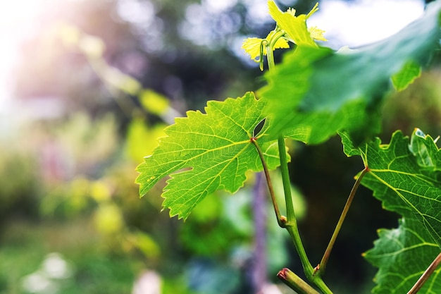 A branch of grapes with green leaves and dew drops on the leaves in sunny weather