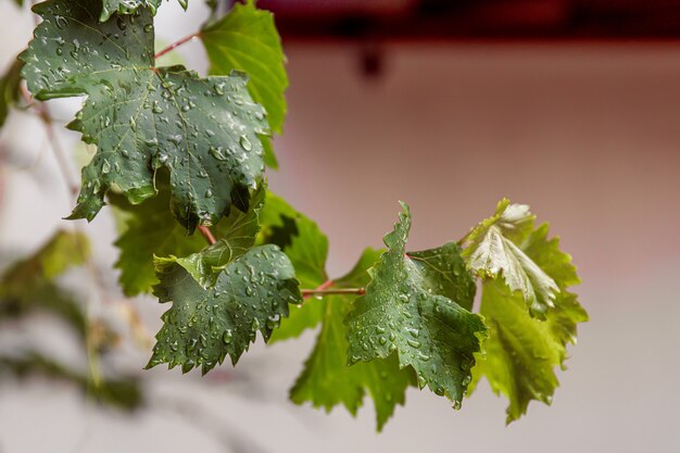 Branch of green grape leaves near house