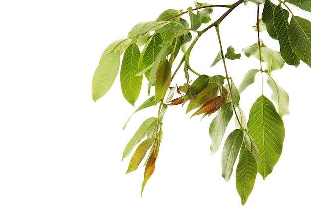 Branch of green leaves isolated on white