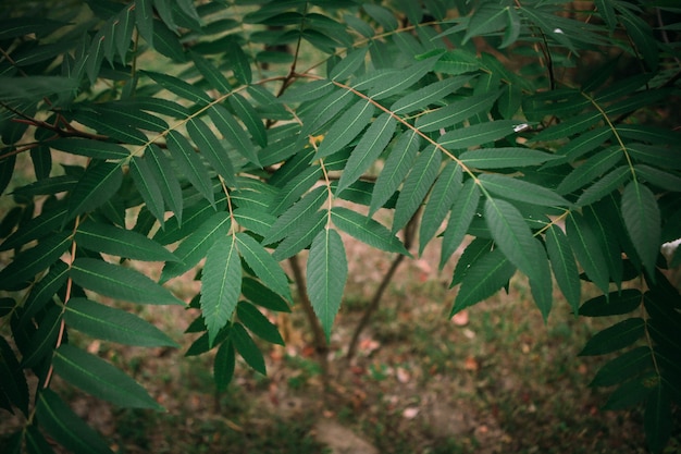 Branch green leaves tropical plant