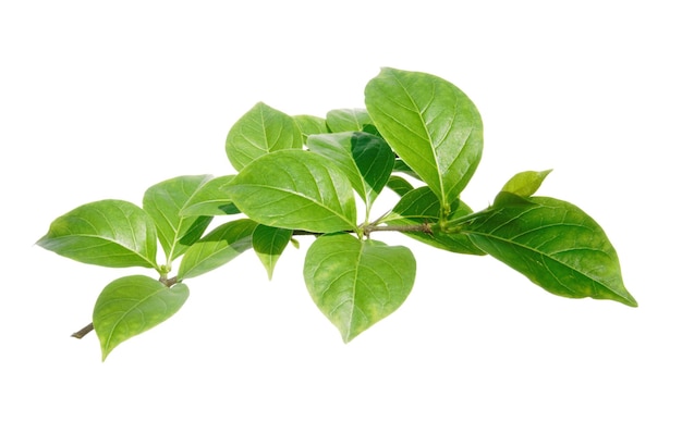 A branch of green leaves with the word ivy on it