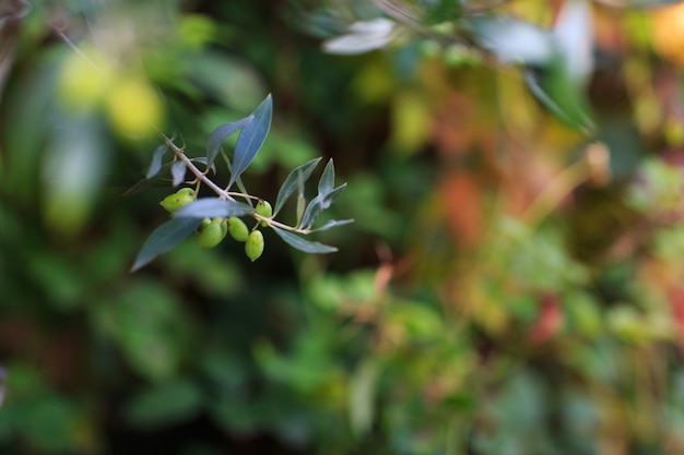 A branch of green olives growing