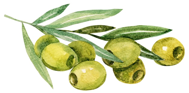 Branch of green olives leaf berries watercolor hand draw illustration