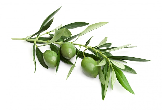 Branch of green olives