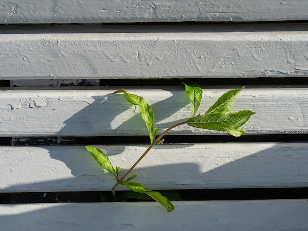 A branch of a green plant broke through the wooden boards. The concept of the desire to live.