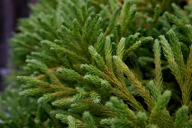 Branch of a green plant with small needles close-up