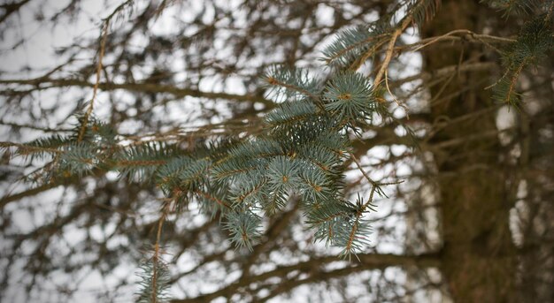 Branch of green spruce with needles