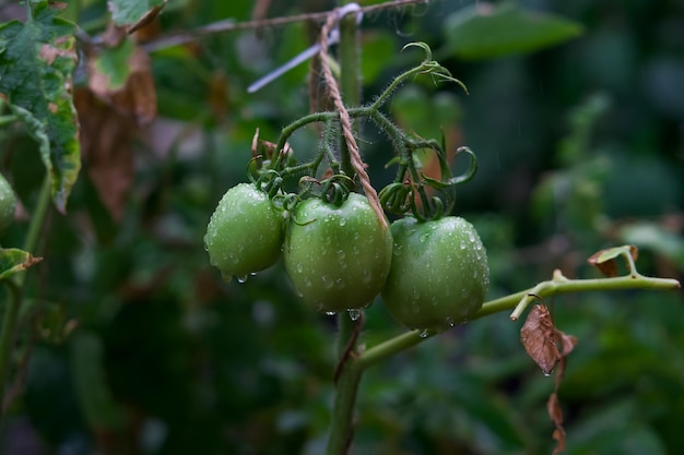 정원에서 비가 오는 동안 녹색 토마토 근접 촬영의 지점