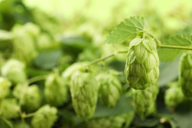 Branch of hop against blurred greenery