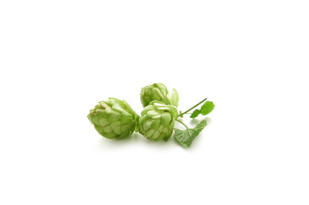 Branch of hops isolated on a white background. Top view