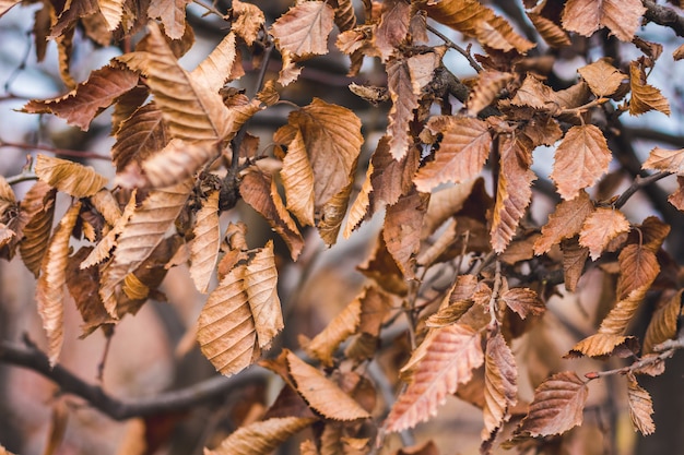 Branch of hornbeam with dry leaves in autumn