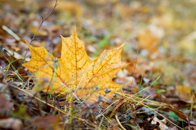 Ramo di carpino con foglie gialle in autunno