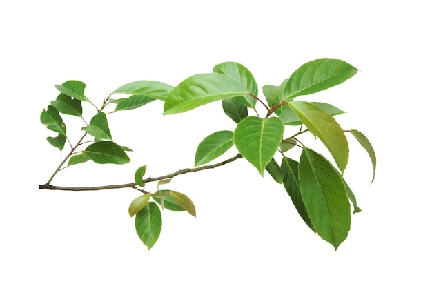 Branch of Indian olive isolated on white background