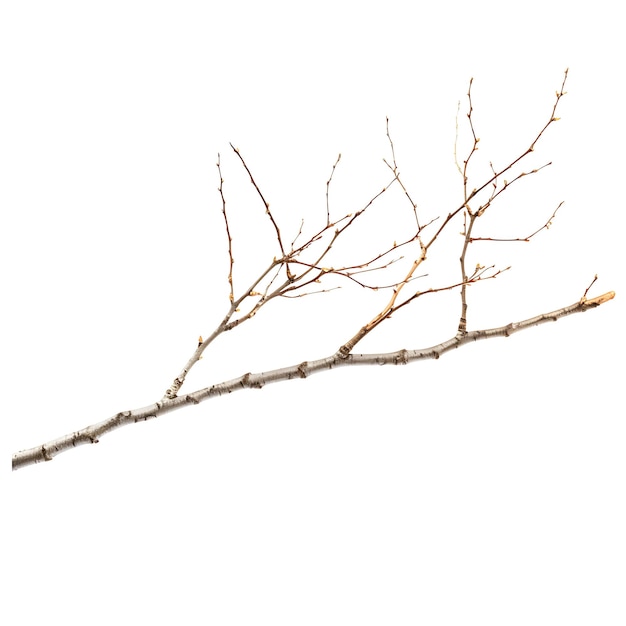 Branch isolated on white background with varied styles and for creative professional