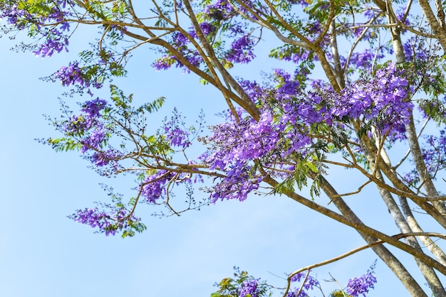 Branch of Jacaranda tree growing against blue sky in Da Lat Vietnam in spring