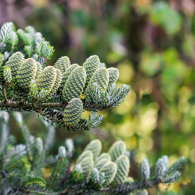 A branch of Korean fir with cones in the garden on a blurred background