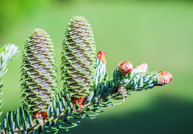 A branch of Korean fir with cones and raindrops on blurred background