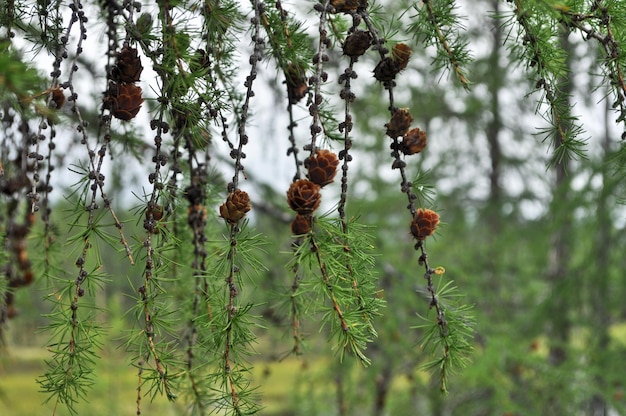 A branch of the larch pine cones