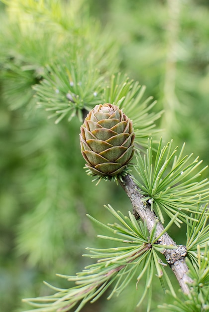 Branch of larch tree with green cone