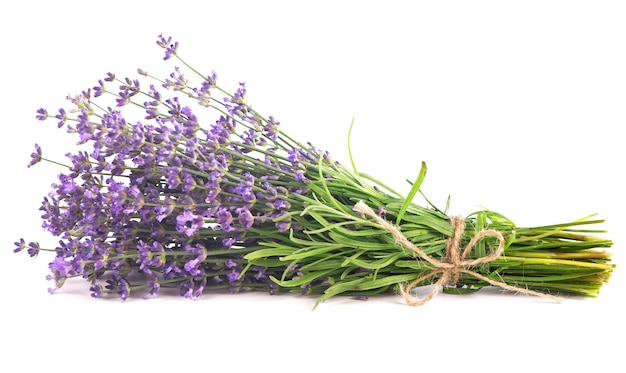 Branch of a lavender isolated on a white surface