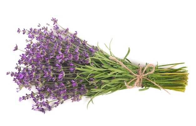Branch of a lavender isolated on a white surface