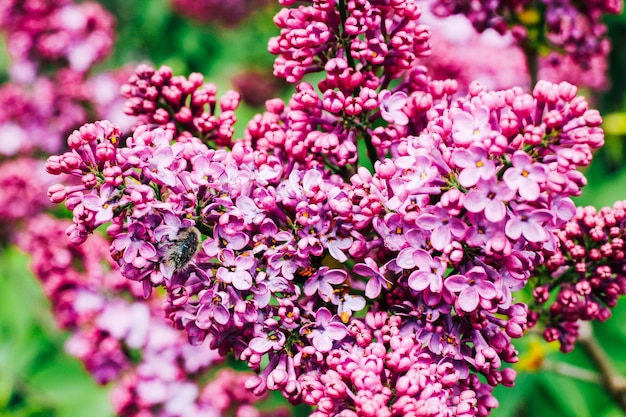 A branch of lilac blooming lilacs in spring